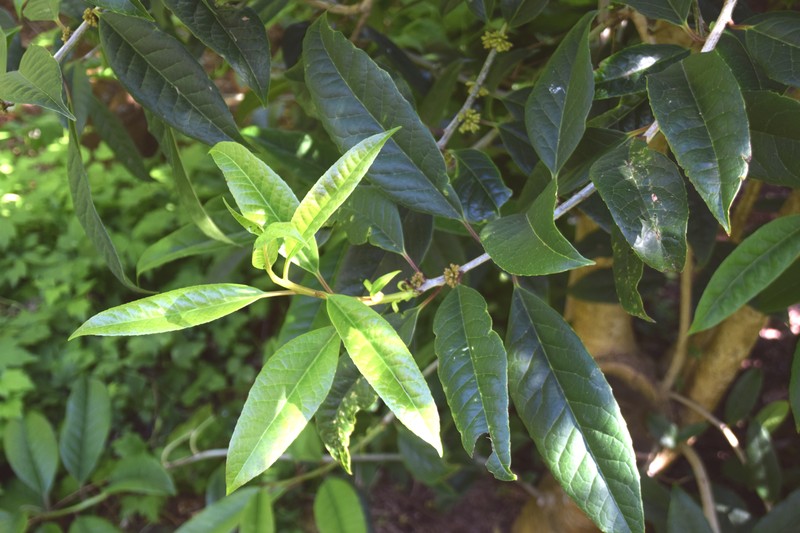 Ilex kingiana photo 3