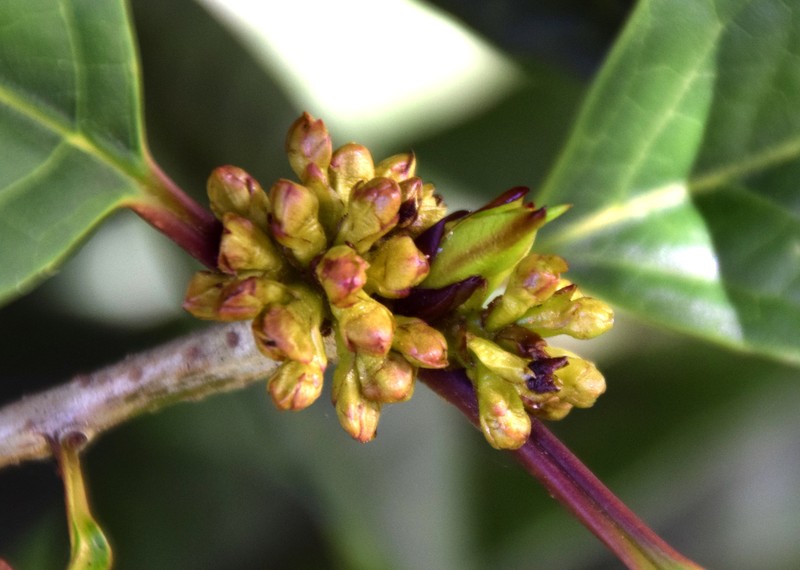 Ilex kingiana photo 4