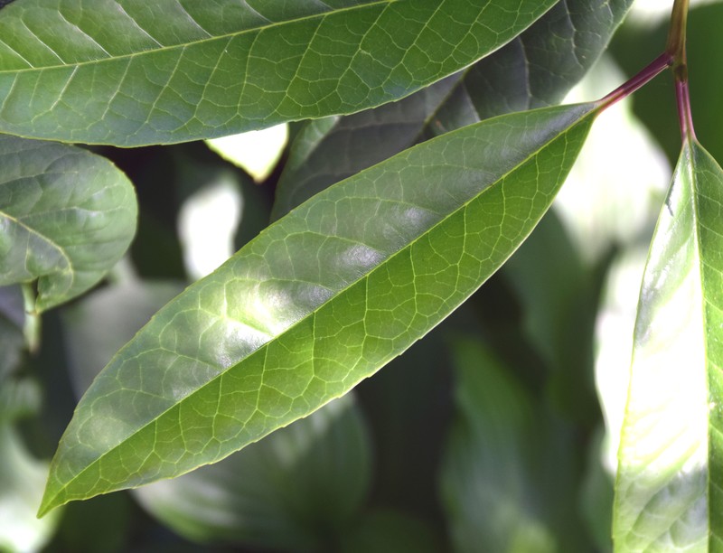 Ilex kingiana photo 5