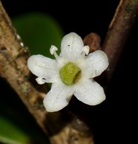 Ilex knucklesensis
