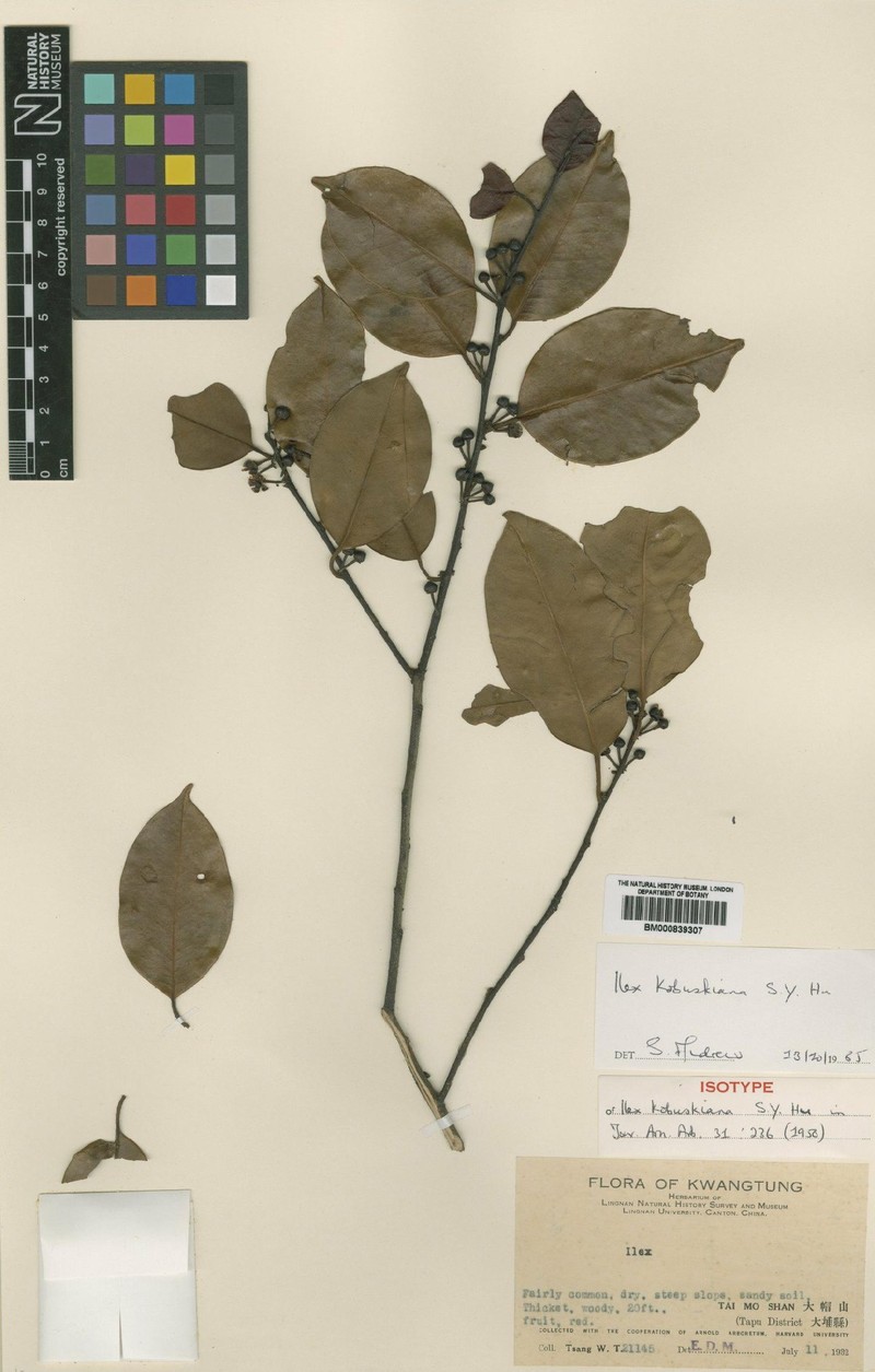 Ilex kobuskiana