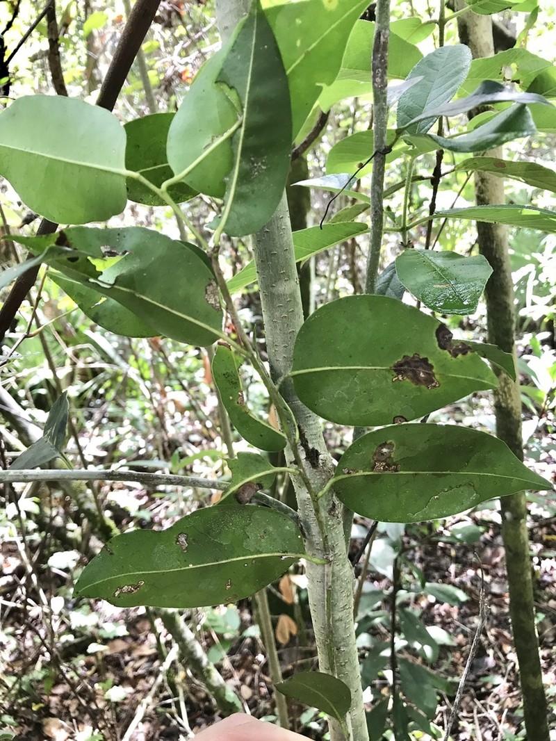 Tawnyberry Holly photo 2