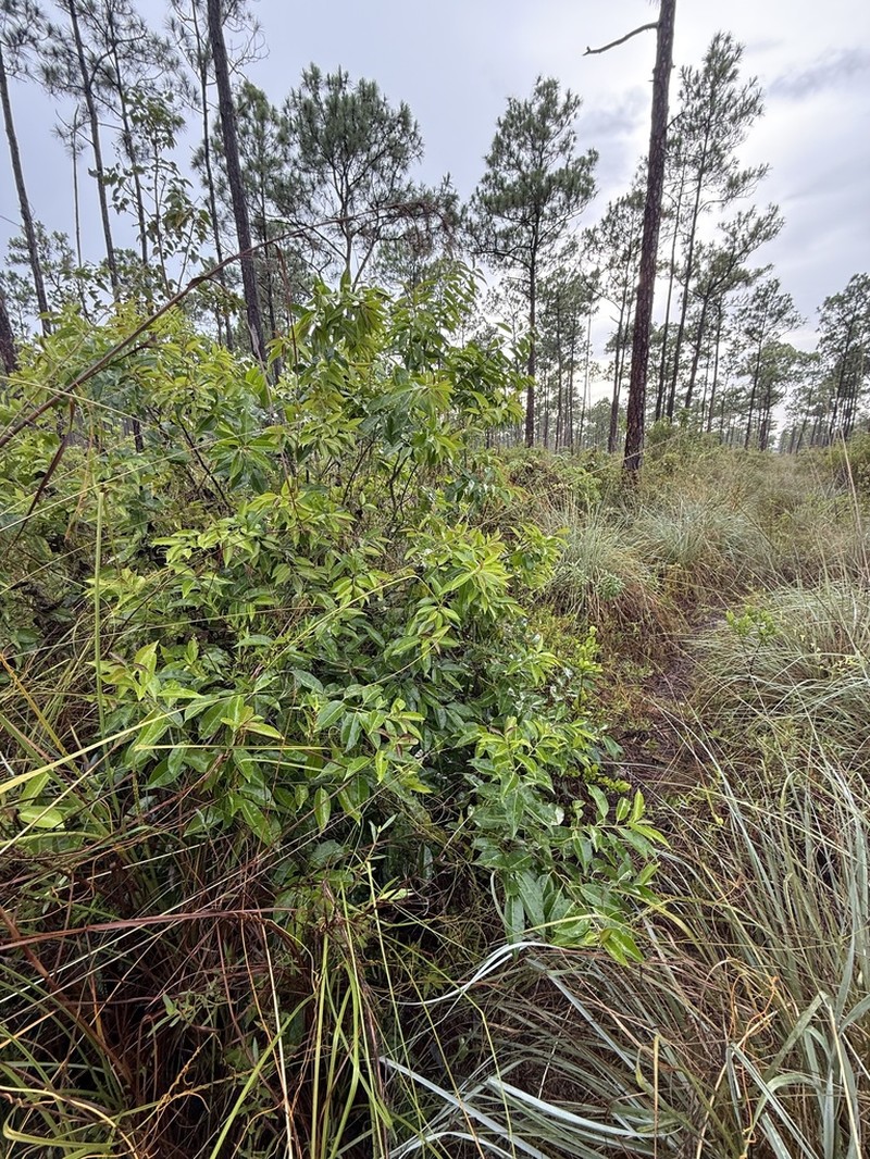 Tawnyberry Holly photo 3