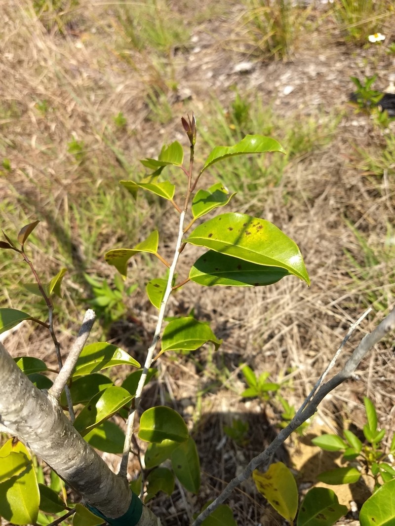 Tawnyberry Holly photo 4