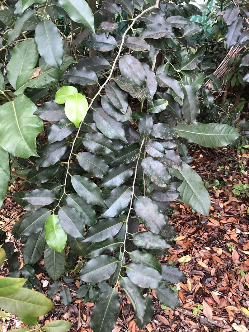 Tawnyberry Holly photo 5