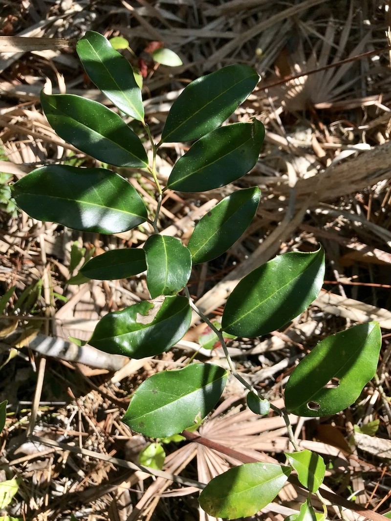 Tawnyberry Holly photo 6