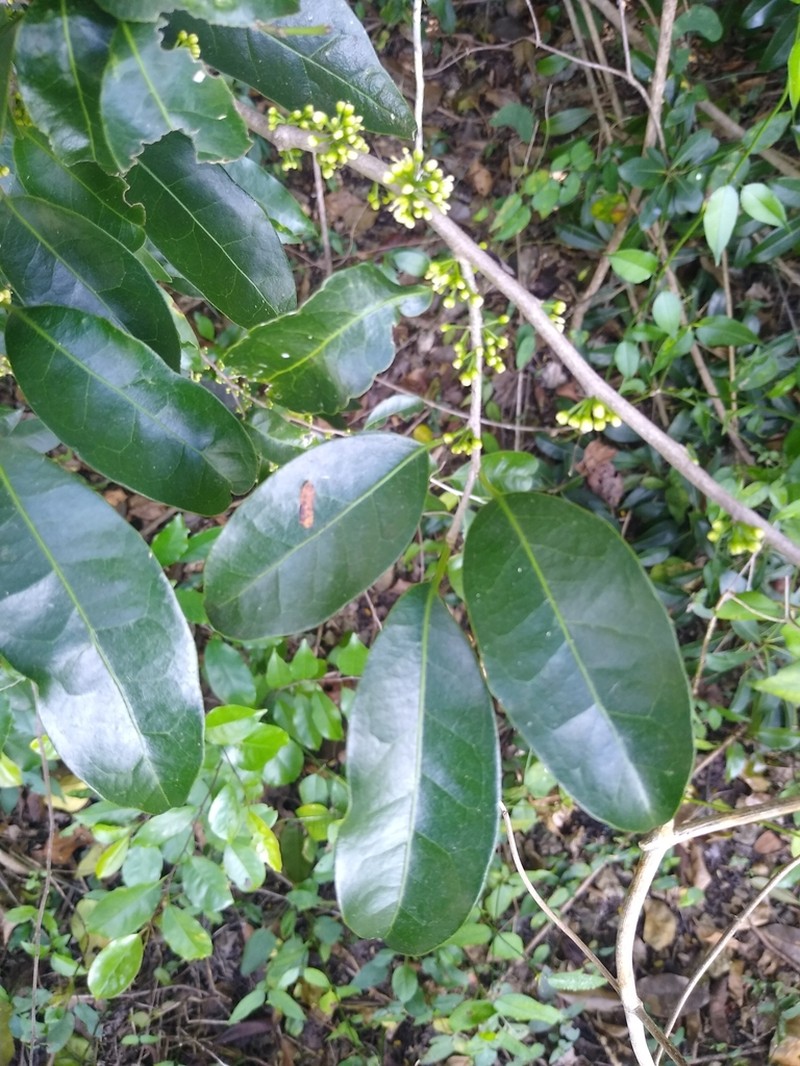 Tawnyberry Holly photo 7