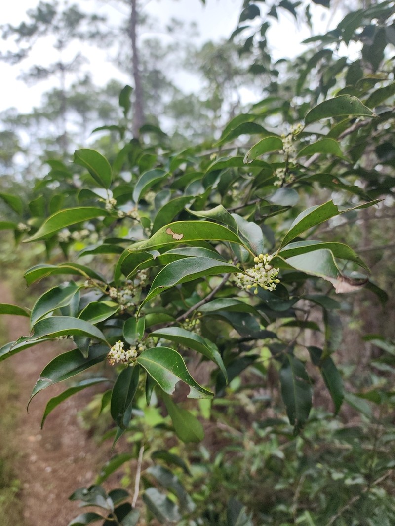 Tawnyberry Holly photo 8