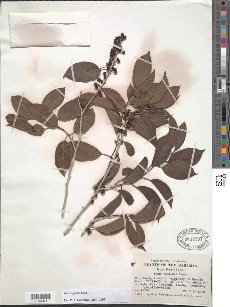 Ilex krugiana var. krugiana
