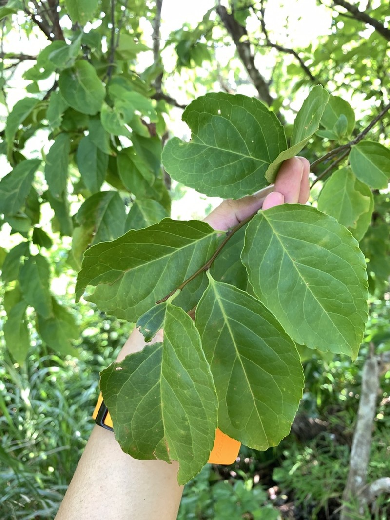 Ilex kusanoi photo 2