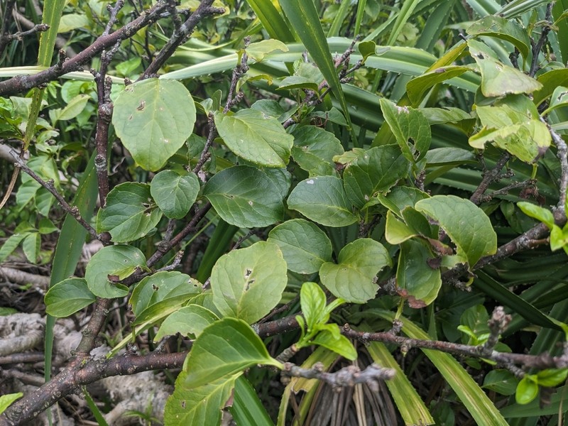 Ilex kusanoi photo 3
