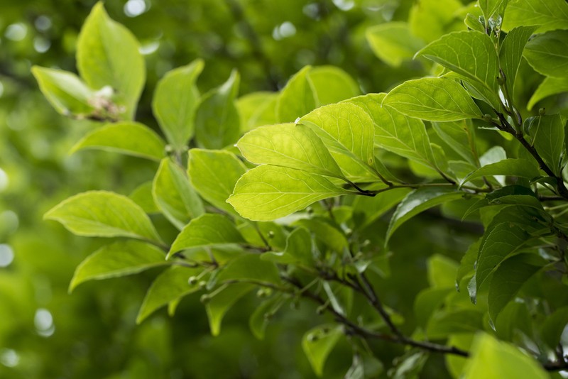 Ilex kusanoi photo 4