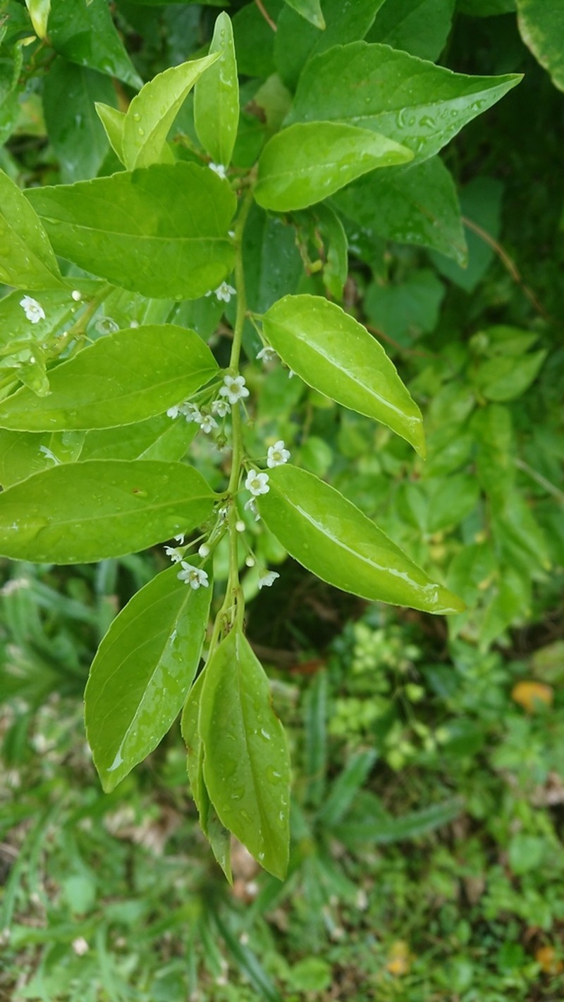 Ilex kusanoi photo 5