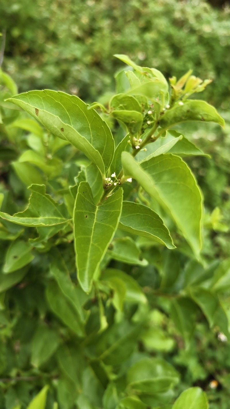Ilex kusanoi photo 6