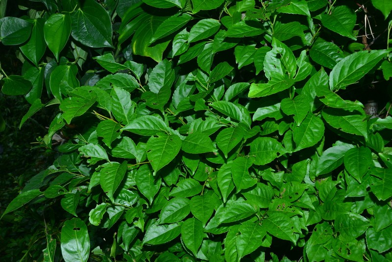 Ilex kusanoi photo 7
