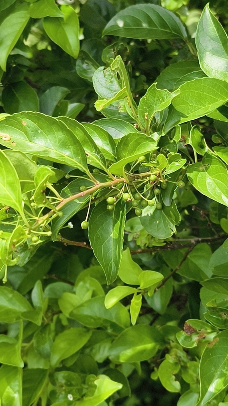 Ilex kusanoi photo 8