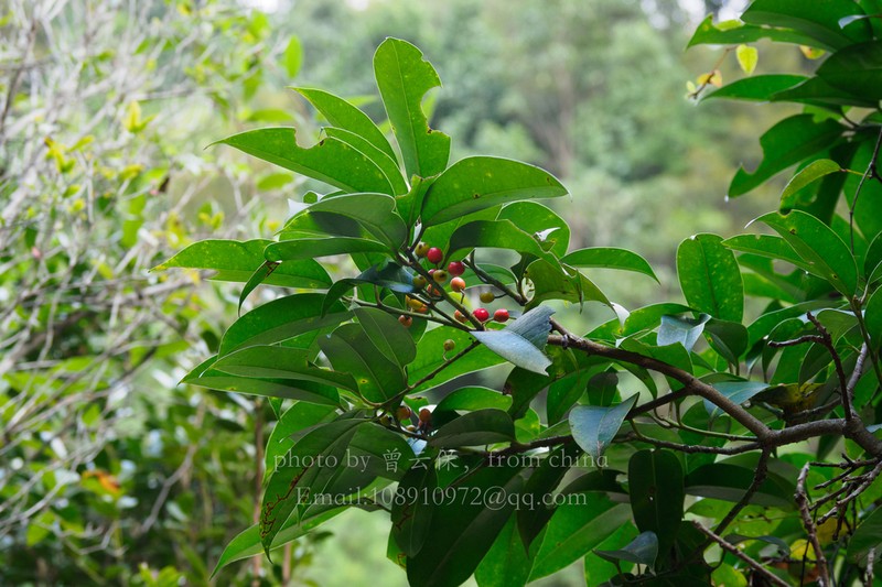 Ilex kwangtungensis