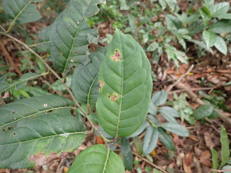 Ilex kwangtungensis photo 2
