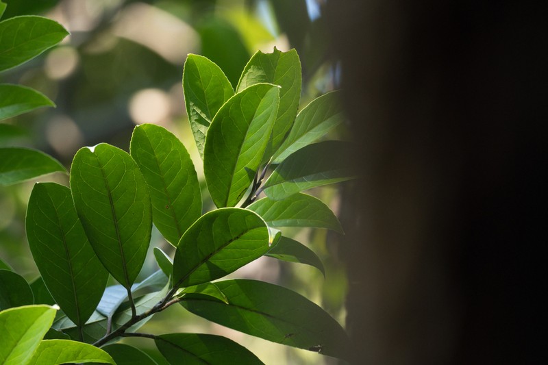 Ilex kwangtungensis photo 3