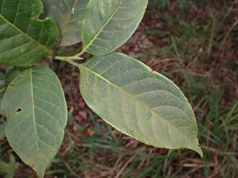 Ilex kwangtungensis photo 4