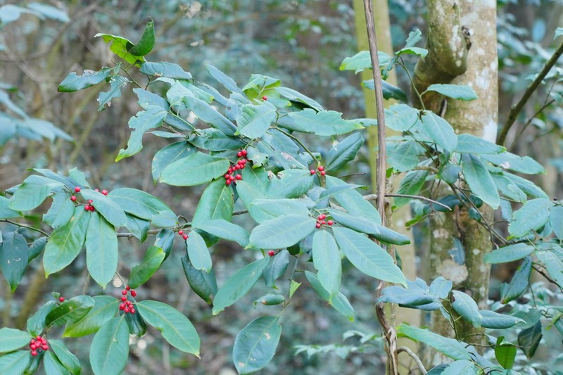 Ilex kwangtungensis photo 5