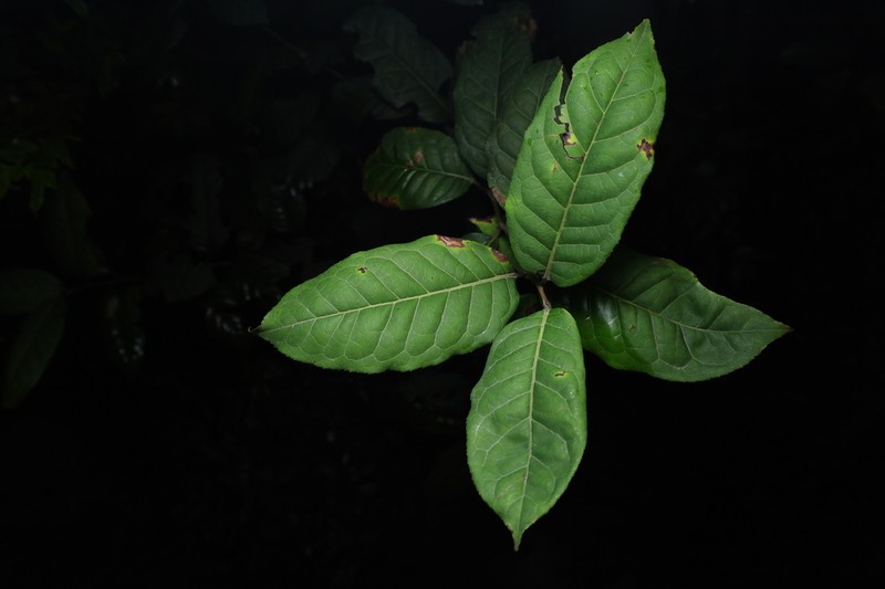 Ilex kwangtungensis photo 6