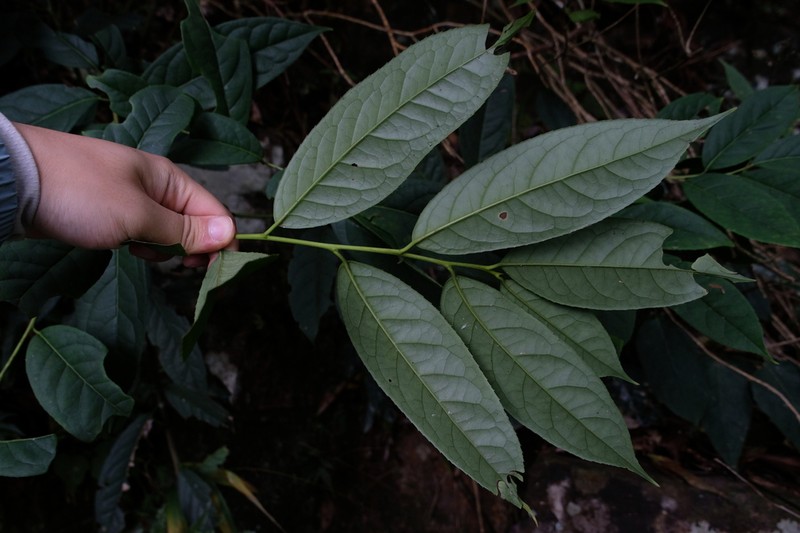Ilex kwangtungensis photo 7