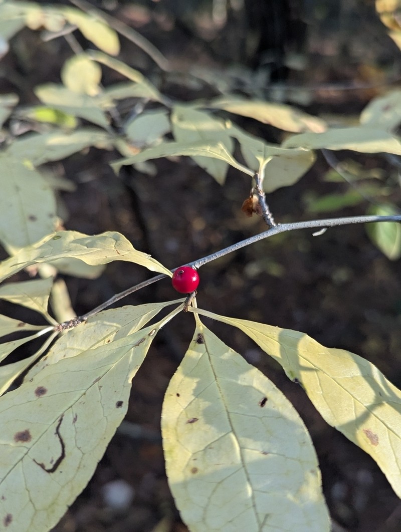 Smooth Winterberry