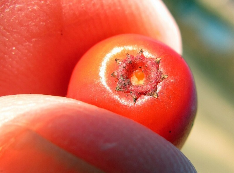 Smooth Winterberry photo 2