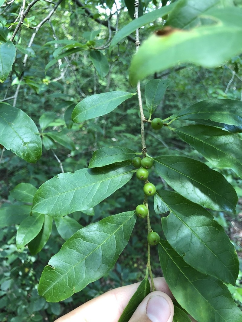 Smooth Winterberry photo 3