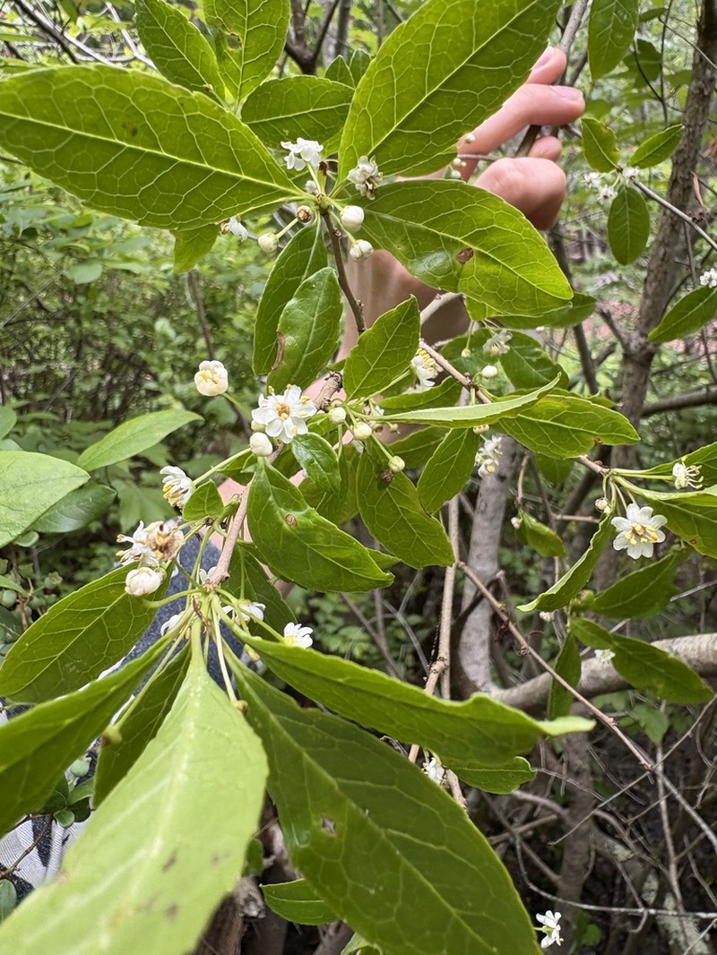 Smooth Winterberry photo 4