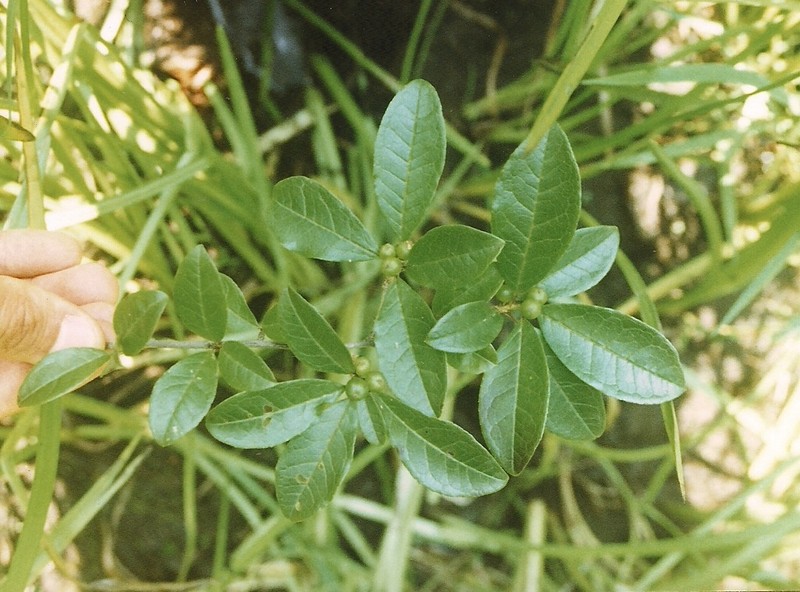 Smooth Winterberry photo 5