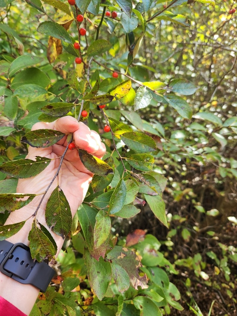 Smooth Winterberry photo 6