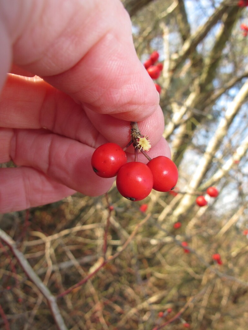 Smooth Winterberry photo 7