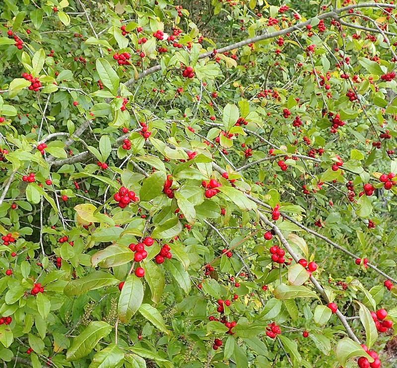 Smooth Winterberry photo 8