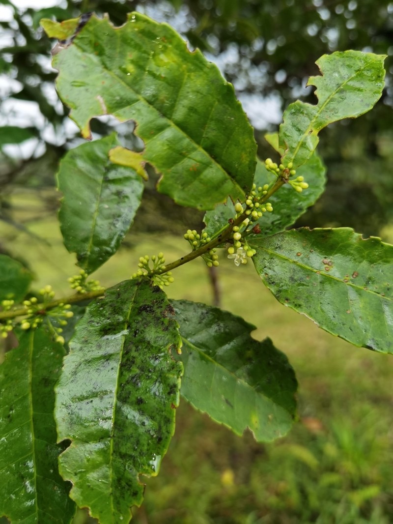 Ilex lamprophylla