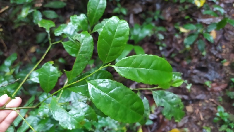 Ilex lamprophylla photo 2
