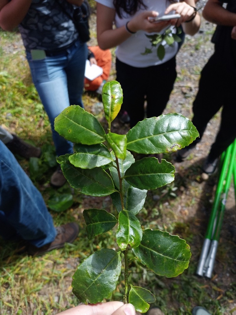 Ilex lamprophylla photo 3