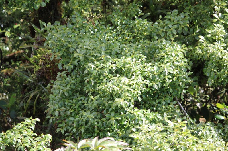Ilex lamprophylla photo 4