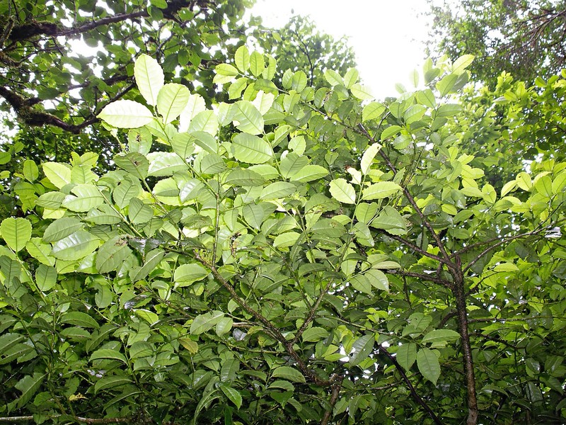 Ilex lamprophylla photo 5