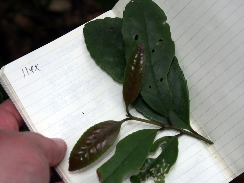 Ilex lamprophylla photo 6