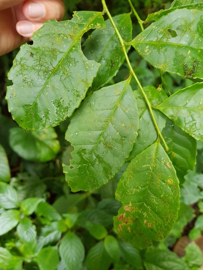 Ilex lamprophylla photo 7