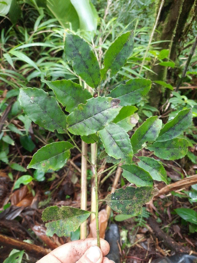 Ilex lamprophylla photo 8