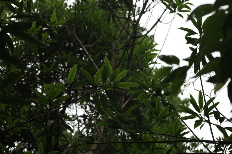 Ilex lancilimba