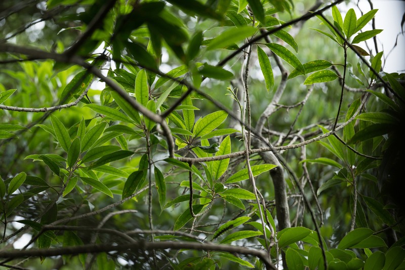 Ilex lancilimba photo 2