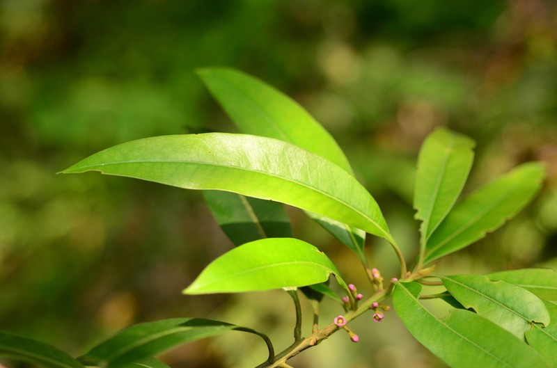Ilex lancilimba photo 3