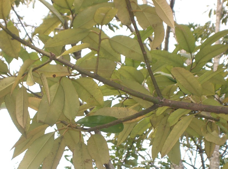 Ilex latifolia photo 2