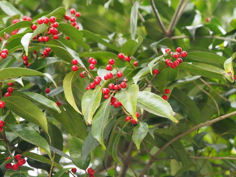 Ilex latifolia photo 3