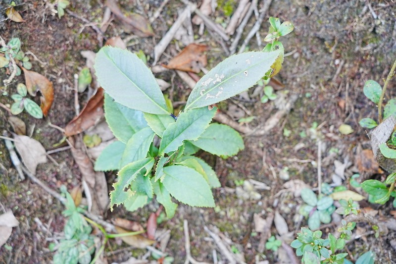 Ilex latifolia photo 4