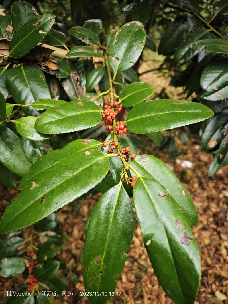 Ilex latifolia photo 5